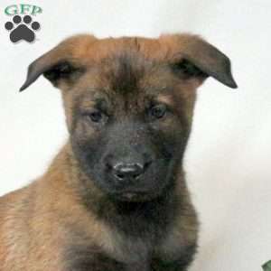 Magic, Belgian Malinois Puppy