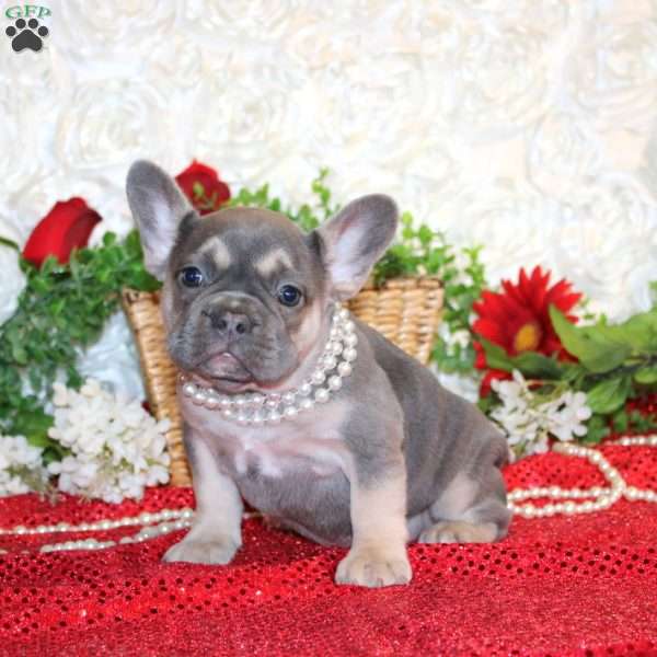 Magical Moment, French Bulldog Puppy
