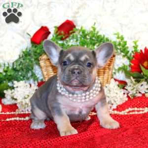 Magical Moment, French Bulldog Puppy