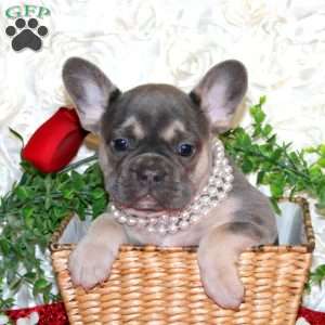 Magical Moment, French Bulldog Puppy