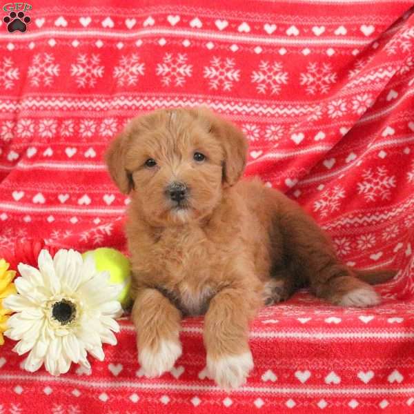 Magnolia – F1B, Mini Labradoodle Puppy