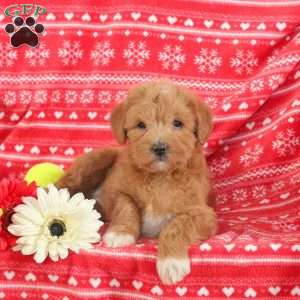 Magnolia – F1B, Mini Labradoodle Puppy