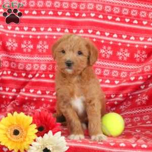 Magnolia – F1B, Mini Labradoodle Puppy