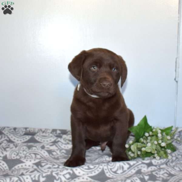 Major, Chocolate Labrador Retriever Puppy