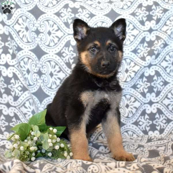Major, German Shepherd Puppy