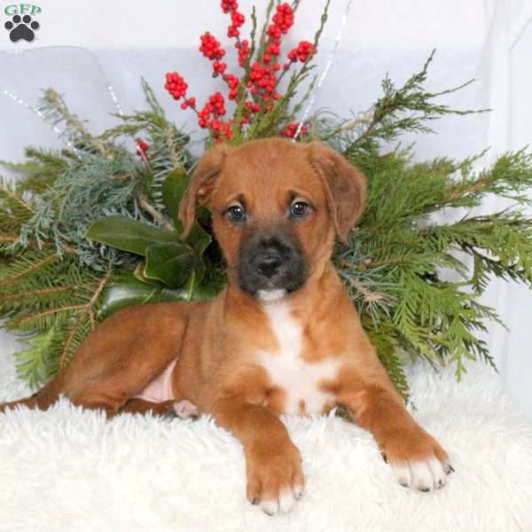 Major, Boxer Mix Puppy