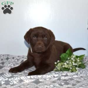 Major, Chocolate Labrador Retriever Puppy