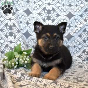 Major, German Shepherd Puppy