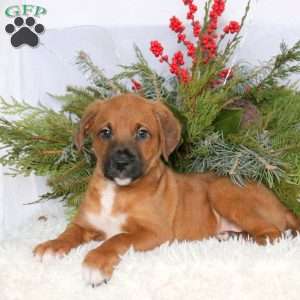 Major, Boxer Mix Puppy