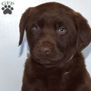 Major, Chocolate Labrador Retriever Puppy