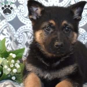 Major, German Shepherd Puppy
