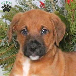 Major, Boxer Mix Puppy