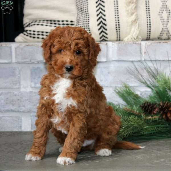 Major, Mini Goldendoodle Puppy