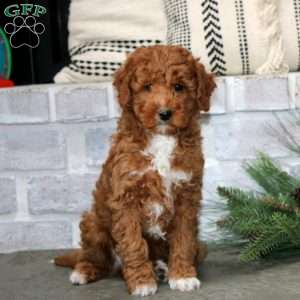 Major, Mini Goldendoodle Puppy