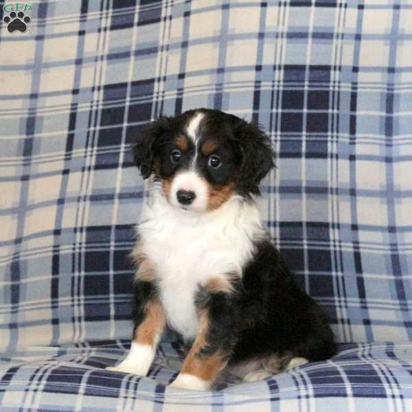 Mandy, Sheltie Mix Puppy