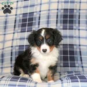 Mandy, Sheltie Mix Puppy