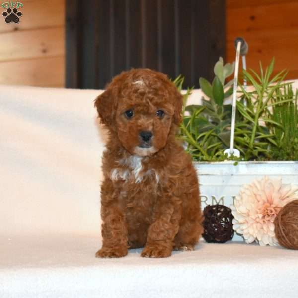 Maple, Mini Goldendoodle Puppy