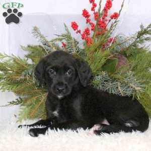 Maple, Boxer Mix Puppy