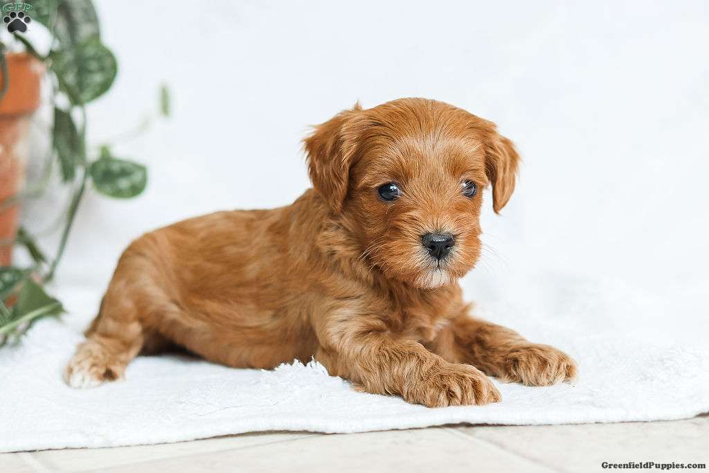 Marc - Cavapoo Puppy For Sale in Pennsylvania