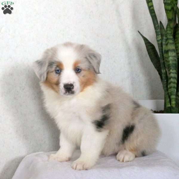 Marcus, Miniature Australian Shepherd Puppy