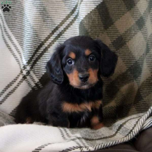 Marcus, Dachshund Puppy