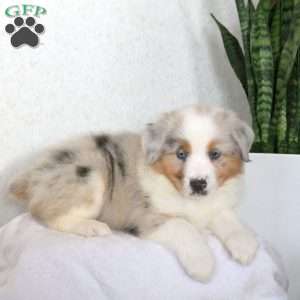 Marcus, Miniature Australian Shepherd Puppy