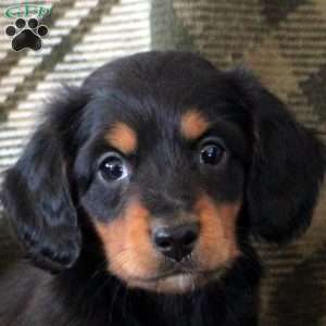 Marcus, Dachshund Puppy