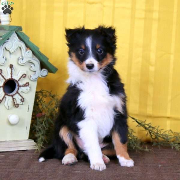 Marcus, Sheltie Puppy