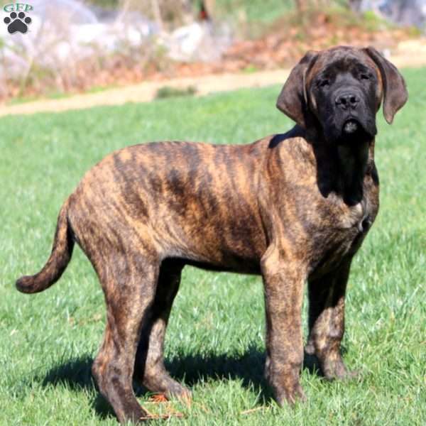 Marcus, English Mastiff Puppy