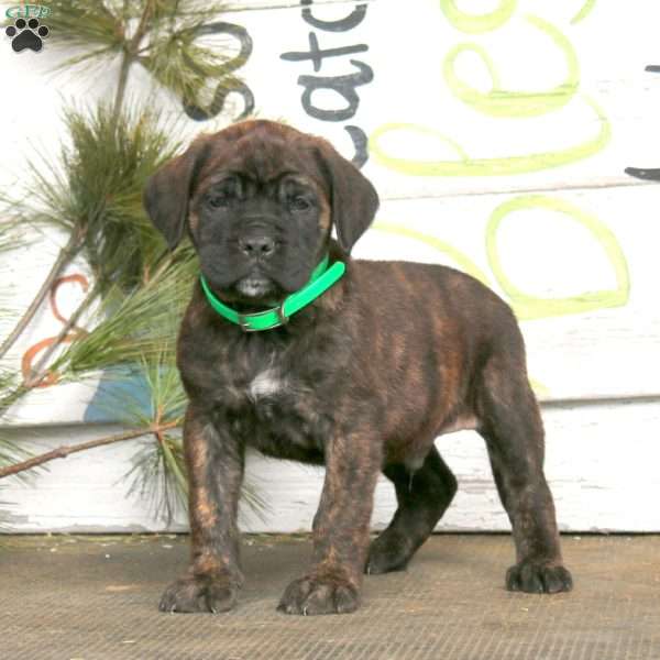 Marcus, English Mastiff Puppy
