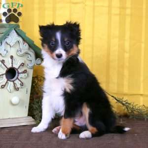 Marcus, Sheltie Puppy