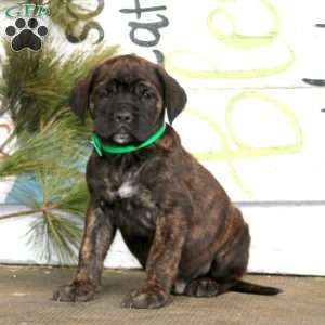 Marcus, English Mastiff Puppy