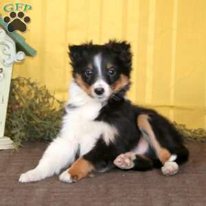 Marcus, Sheltie Puppy