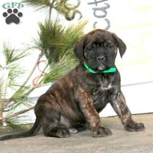 Marcus, English Mastiff Puppy