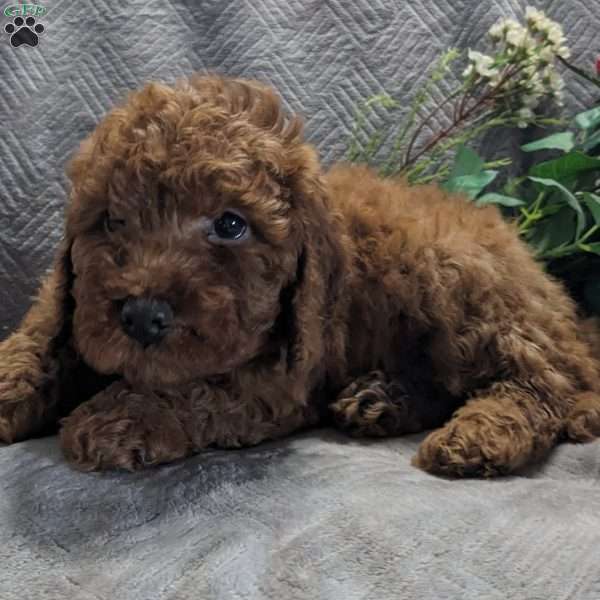 Mari, Mini Goldendoodle Puppy