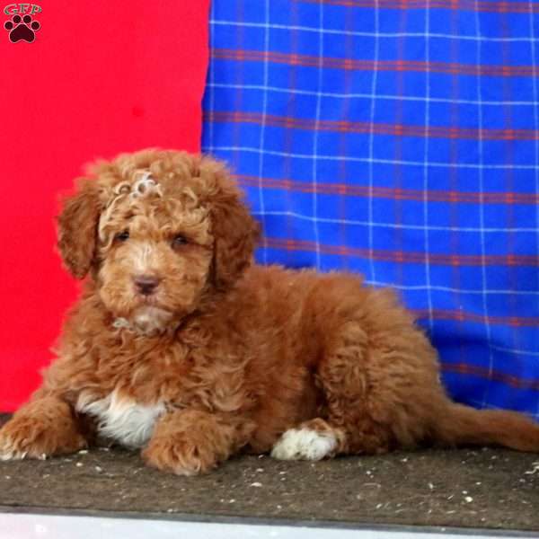 Markie, Mini Goldendoodle Puppy