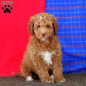 Markie, Mini Goldendoodle Puppy