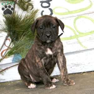 Marlee, English Mastiff Puppy