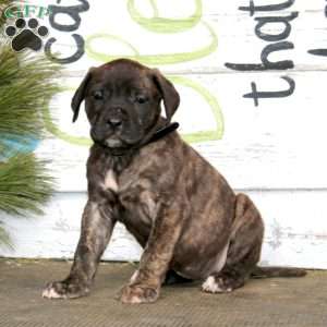Marlee, English Mastiff Puppy