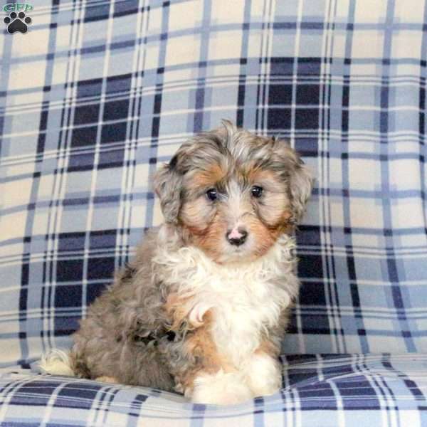 Marlene, Sheltie Mix Puppy