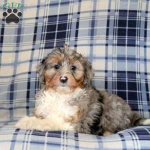 Marlene, Sheltie Mix Puppy