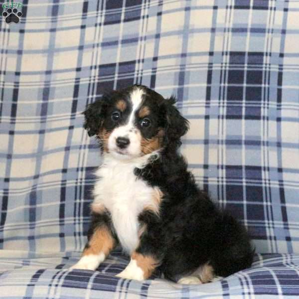 Marley, Sheltie Mix Puppy