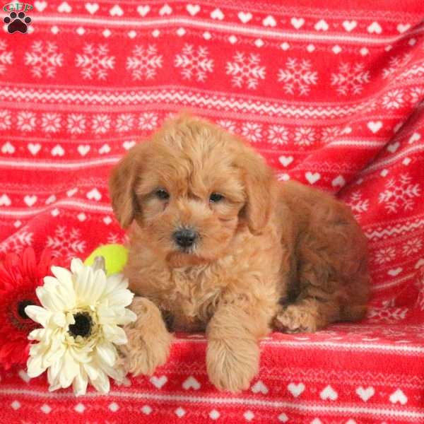 Marley – F1B, Mini Labradoodle Puppy