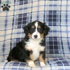 Marley, Sheltie Mix Puppy