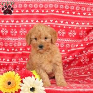Marley – F1B, Mini Labradoodle Puppy