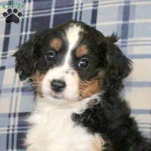 Marley, Sheltie Mix Puppy