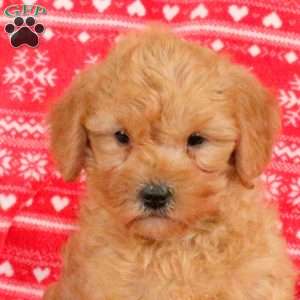 Marley – F1B, Mini Labradoodle Puppy