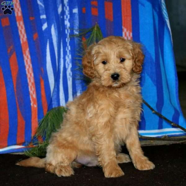 Marlin, Mini Goldendoodle Puppy