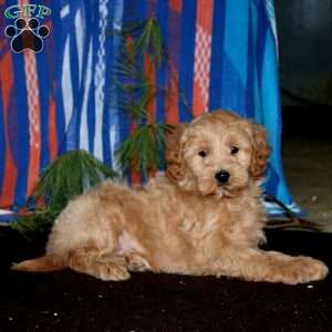 Marlin, Mini Goldendoodle Puppy