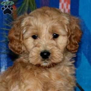 Marlin, Mini Goldendoodle Puppy